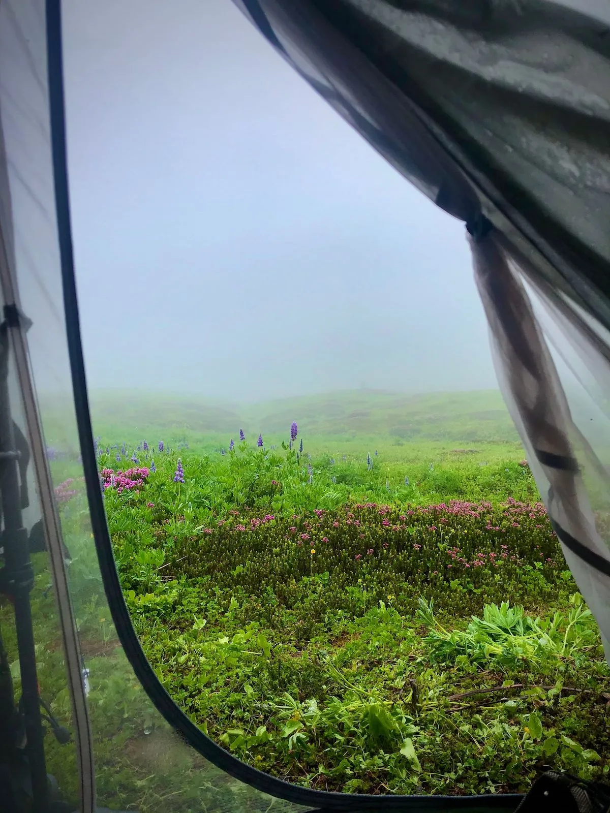 Morning view from my tent at White Mountain